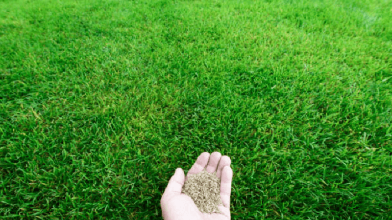 How to Read Grass Seed Labels When Shopping Online